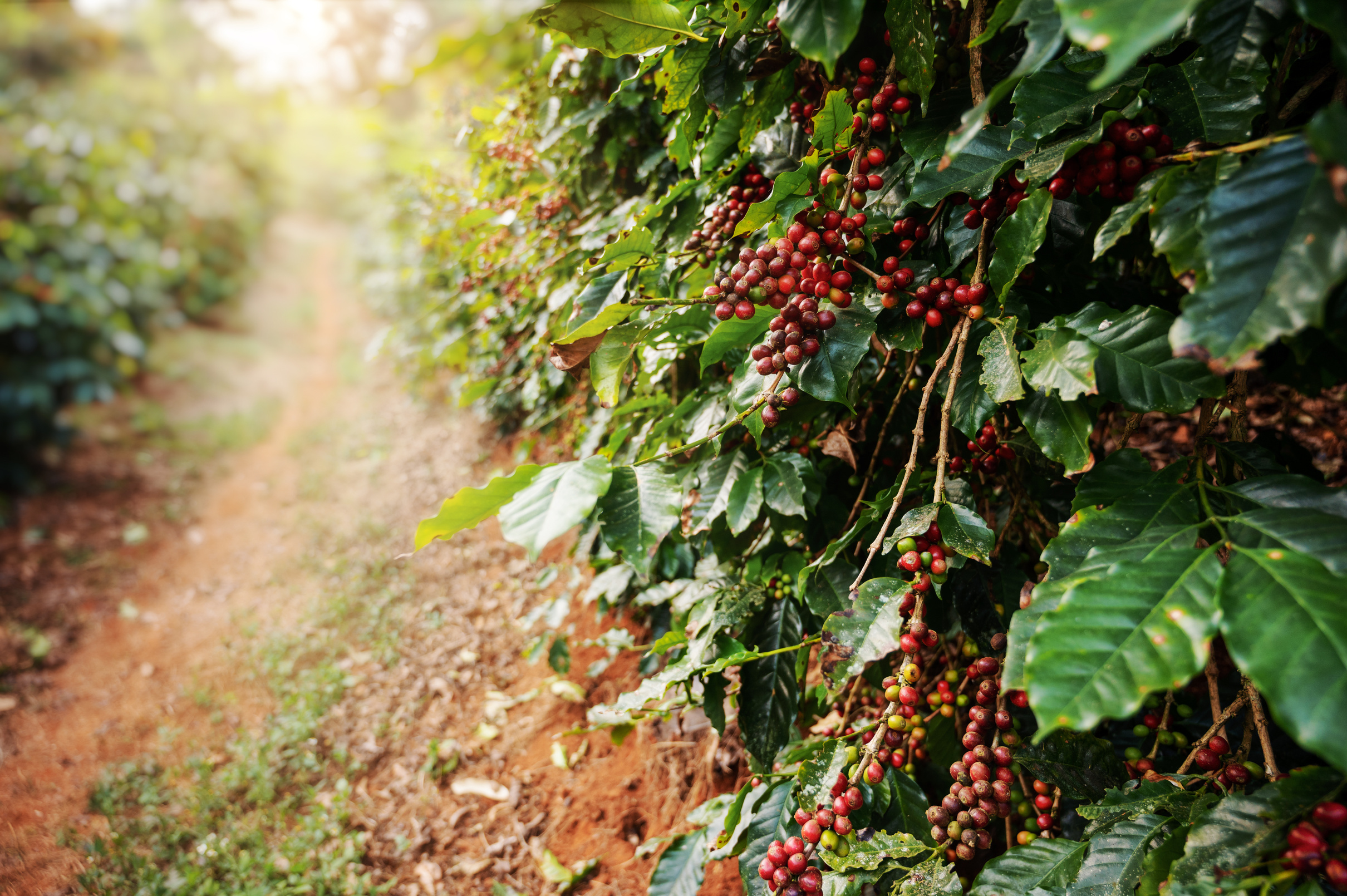 Fresh Arabica Red Cherry Coffee Beans Farm