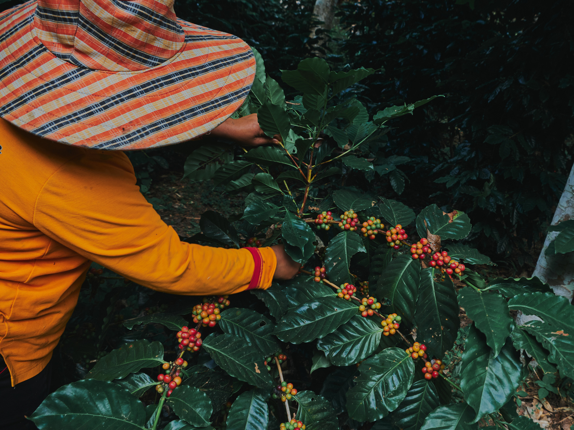 Fresh coffee bean, Farmers harvesting coffee beans