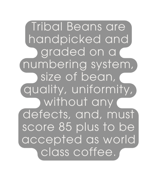 Tribal Beans are handpicked and graded on a numbering system size of bean quality uniformity without any defects and must score 85 plus to be accepted as world class coffee