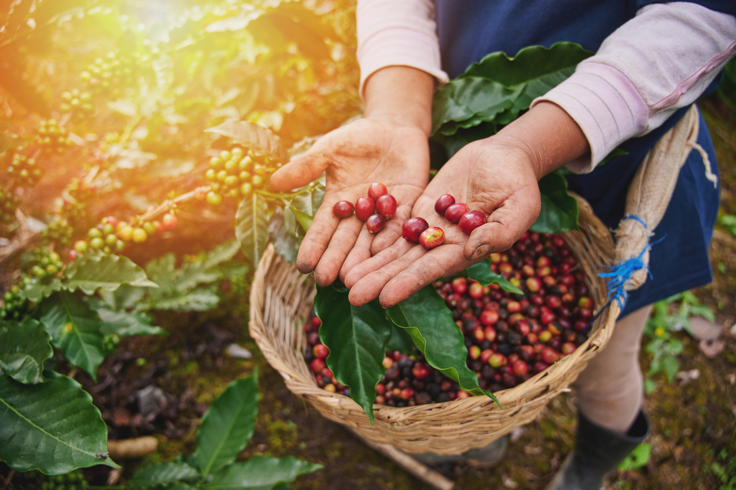 Red coffee beans in farmer hand