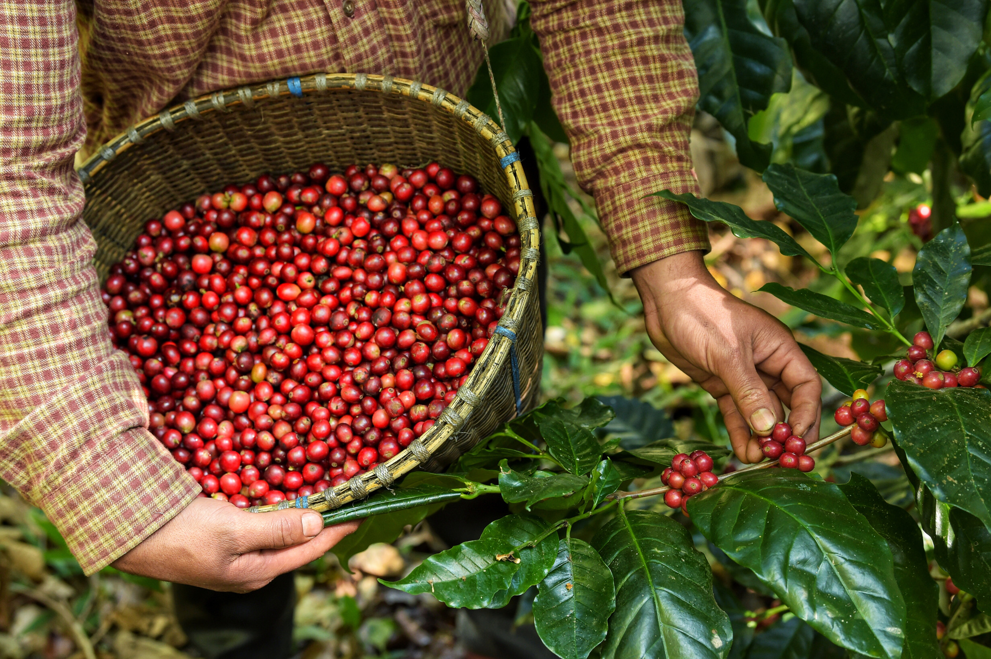 Fresh coffee bean